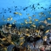 anthias_lr_mb_h_0400_png2937.jpg